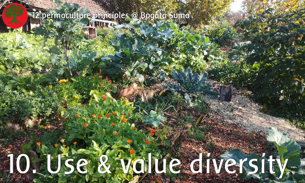 Permaculture principle 10: Use and Value Diversity