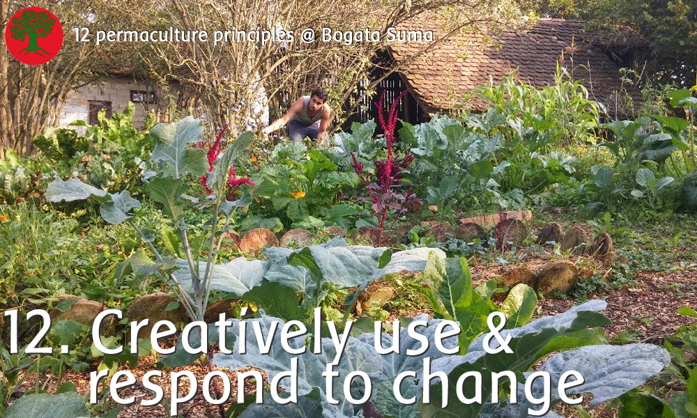 Permaculture principle 12: creatively use and respond to change