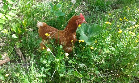 Chicken in her garden