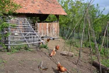 The chicken garden in 2014