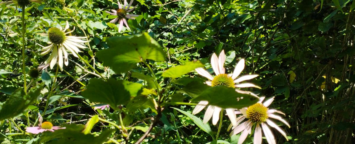 Echinacea in our 12 years old food forest