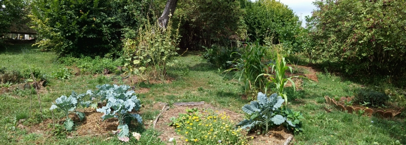 perennials in the garden