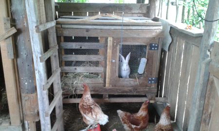 Rabbit cage
