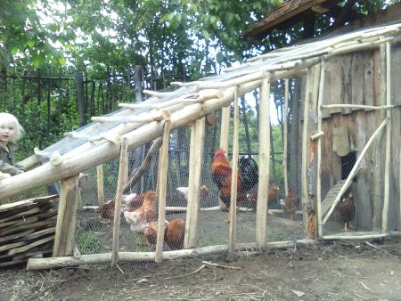 The chicken winter run
